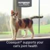 imageNutramax Cosequin Joint Health Supplement for Cats  With Glucosamine Chondroitin and Omega3 60 Soft Chews